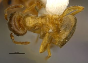 Media type: image;   Entomology 534329 Aspect: habitus dorsal view